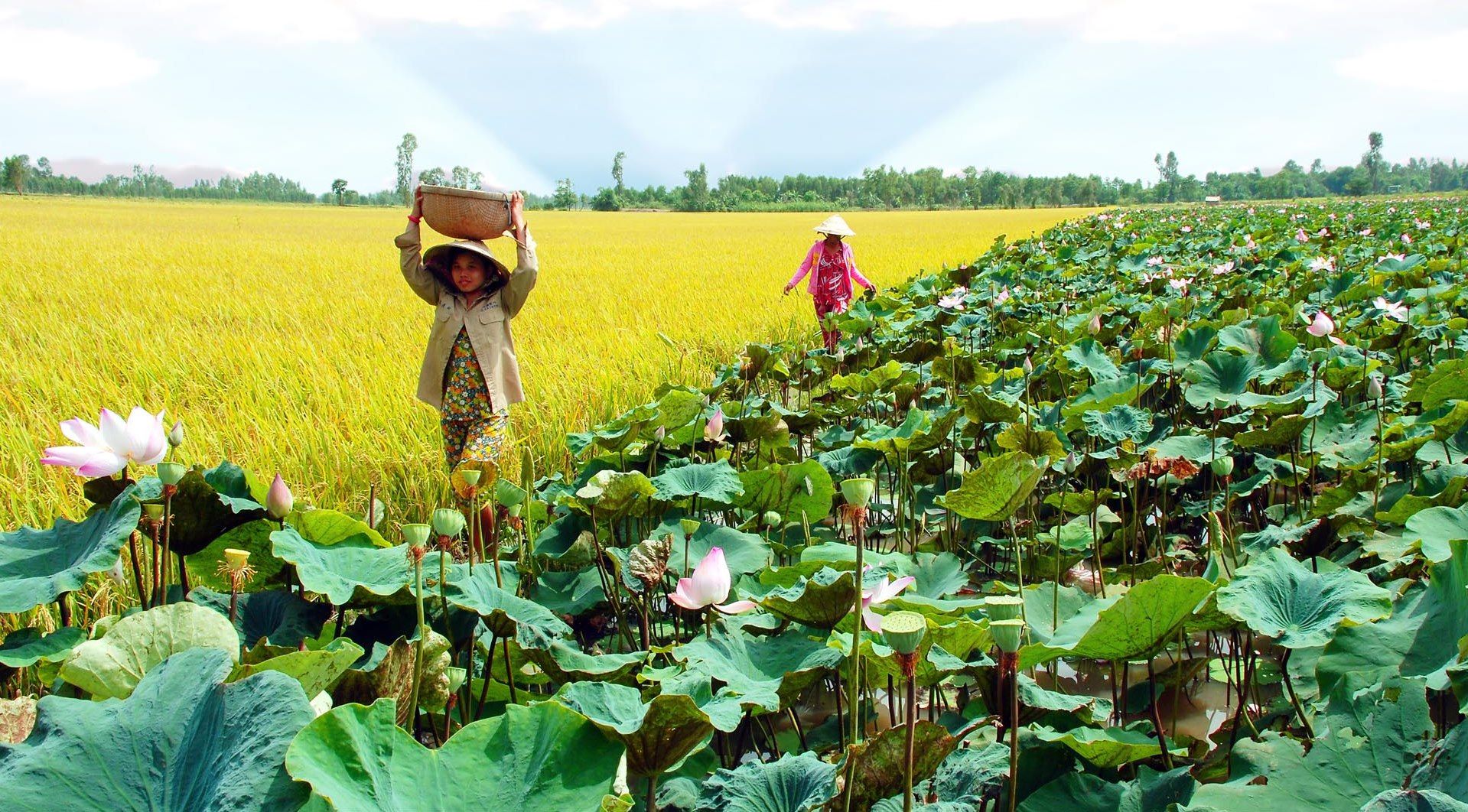 Ghé sang Đồng Tháp